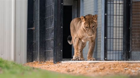 yunapro|Yuna The Shell Shocked Lion Rescued From Ukraine Arrives In .